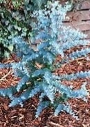 Eukaliptus niebieski Azura (eucalyptus gunni) szczepiony na pniu, C3 50cm