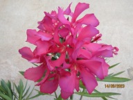 Nerium Oleander pojedynczy młoda ukorzeniona sadzonka