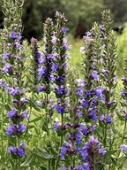 Hyzop lekarski – roślina miododajna (10 szt)