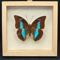 Motyl w gablotce Archaeoprepona Demophoon Antimache