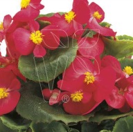 Begonia semperflorens Brasil Rose ZESTAW 10 SIEWEK PIĘKNE KWIATY