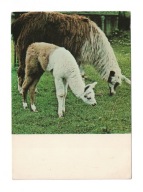 Katowice-Chorzów. ZOO Śląski Ogród Zoologiczny. Lama.