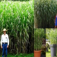 MISKANT OLBRZYMI GIGANTEUS OD ROLNIKA - 1 KŁĄCZE