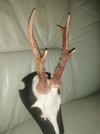 Rogi koziołek na desce.