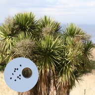 Cordyline australis – kordylina australijska | 10 NASION + instrukcja