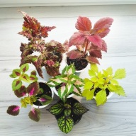 Koleusy 6 szt duże roślinki dobrze ukorzenione - zestaw nr 2