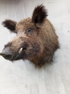 medalion dzika trofea lowiectwo eksponat