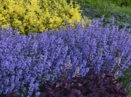 Kocimiętka Faassena 'Purrsian Blue'. Sadzonka