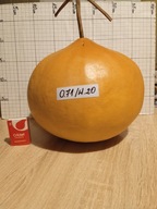 Tykwa zdrewniały owoc