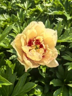 PIWONIA ITOH CALLIE'S MEMORY 2-4 oczka w doniczce 5 l