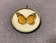 Motyl w okrągłej ramce 8x8 cm - DANAUS Chrysippus - Philippines