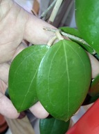 Hoya Hoja DOLICHOSPARTE PINK cięta