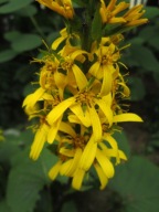 Języczka strzelista - Ligularia stenocephala P10