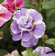 Calibrachoa PEŁNA N.D. Loopy Lavender ZWISAJĄCE KWIATY DO SKRZYNEK