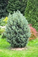 Sosna Watereri C5 duża sadzonka