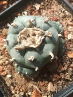Kaktus Lophophora williamsii duża L22+ gratisy + ogrzewacz