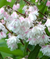 Żylistek Codsall (191) - 1,5 l