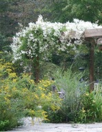 Rdest Auberta -najszybciej rosnące pnącze idealne na pergole i ogrodzenia