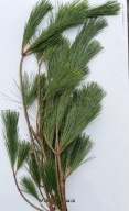 Sosna wejmutka mały Pęczek 7 wyselekcjonowanych gałązek