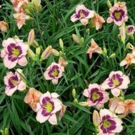 Liliowiec 'DARING DECEPTION' Hemerocallis