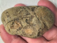 Skamieniałe koralowce algi glony agaty muszlowe