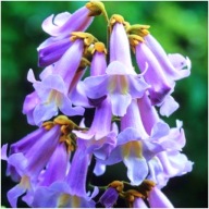 Paulownia omszona, drzewo tlenowe, oxytree nasiona