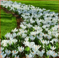 KROKUS ZWIASTUN WIOSNY BIAŁY W POJEMNIKU 10 CM P9 WIELOLETNI MROZOODPORNY