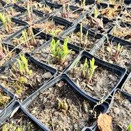 Funkia Hosta 'Pilgrim' W DONICZCE, trzyletnia, wiele sadzonek