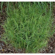 Turzyca Palmowa Little Midge P9