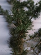 Cedr libani 15 cm 30 cm Pakiet 10 sztuk.