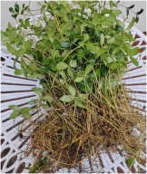 BARWINEK OGRODOWY 30 SADZONEK MIODODAJNY ZADARNIAJĄCY NA SKARPY 20 CM