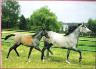 Pocztówka konie rasowe, Konie Arabskie Asil Arab,