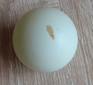 Piłeczka pingpongowa biała