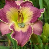 Liliowiec Azure Violets'