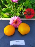 Pomidor Miodowy stworzony na zimne warunki nasiona kolekcjonerskie