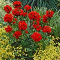 Firletka chalcedońska Red - 500 nasion