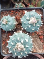 Kaktus Lophophora williamsii duża 3 głowy + gratisy + ogrzewacz