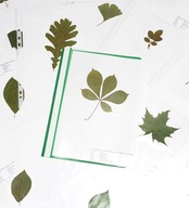 Zielnik liście Drzew i Krzewów Do Wyboru