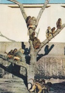 WARSZAWA - ZOO - PAWIAN PŁASZCZOWY - MAŁPA