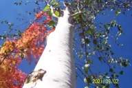 Brzoza doorenbos buk platan wiąz miłorząb klon jarzębina dąb grab ambrowiec