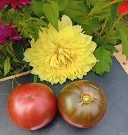 Pomidor DWARF Tasmanian Chocolate niski idealny do donic samo kończący