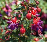 Fuksja KRZACZASTA Fuchsia Shadow Dancer NAOMI