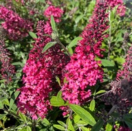 Budleja dawida MOTYLI KRZEW MALINOWO-RÓŻOWE KWIATY CUDO