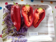 Papryka Kubyska słodka bardzo duża plenna nasiona kolekcjonerskie