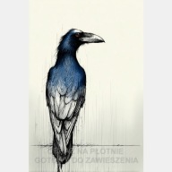 Kruk gawron wrona ptak szkic kreska obraz na płótnie 55x80 białe tło art