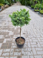 ATRAKCYJNA, BARWNA KULA Świerk serbski 'Berliner's Weeper WB' DUŻE C12