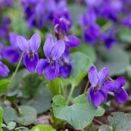 FIOŁEK WONNY SADZONKA W DONICZCE P8 ZADARNIAJĄCY POD DRZEWA NA OBWÓDKI