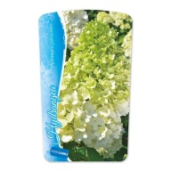 Hortensja bukietowa Hercules Gigantyczne sztywne kwiaty do 40cm poj.5l