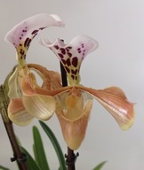 storczyk paphiopedilum sabotek 2