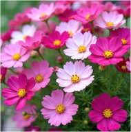 ONĘTEK KOSMOS MIX 100 sztuk sadzonki 20 cm z gołym korzeniem miododajna